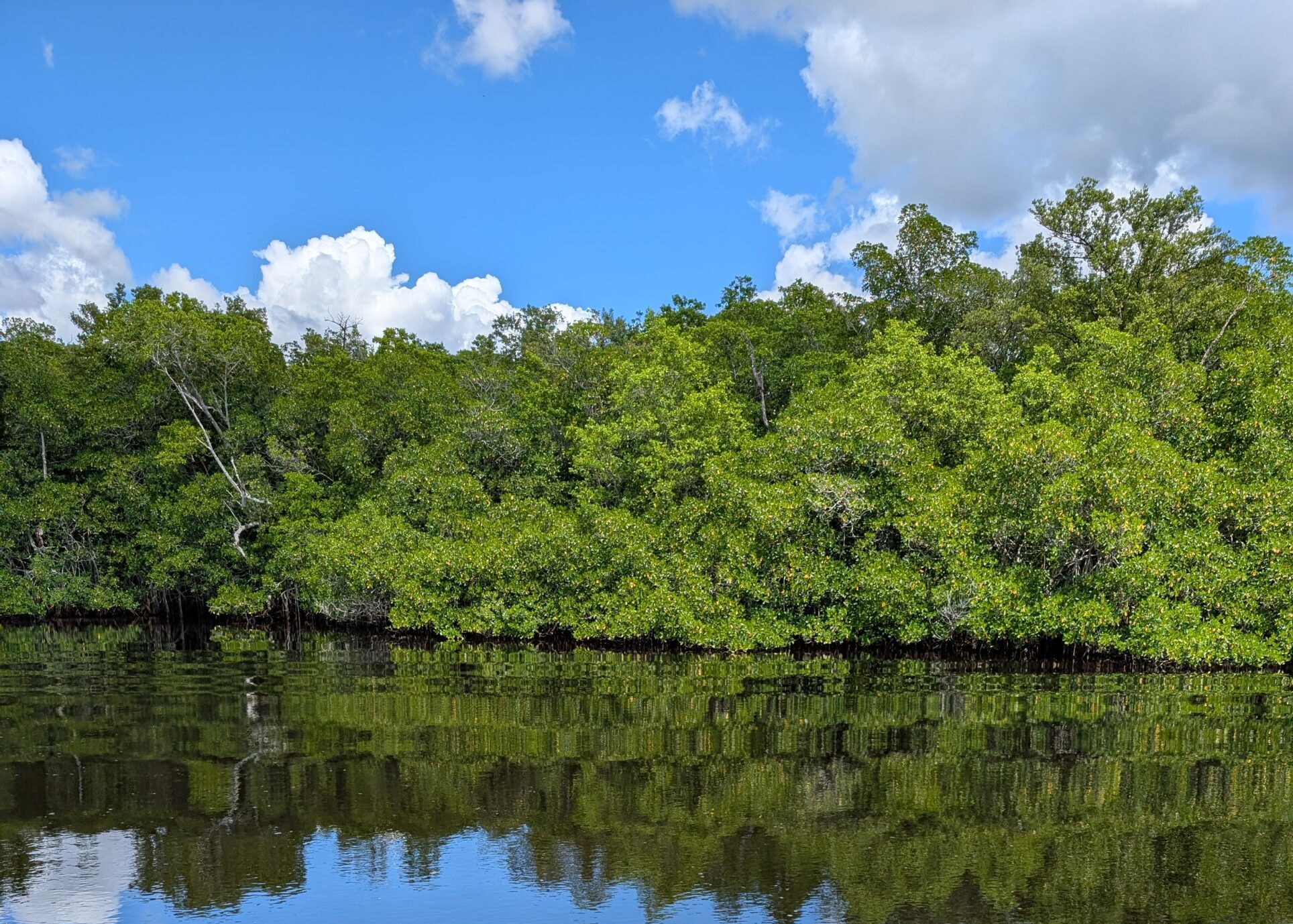 A mangrove shoreline in the River of Grass