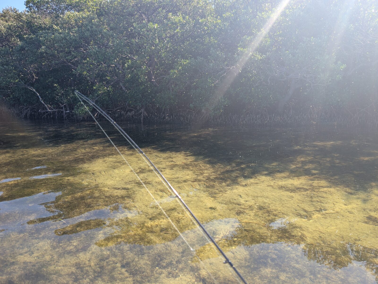 Perfect red drum habitat