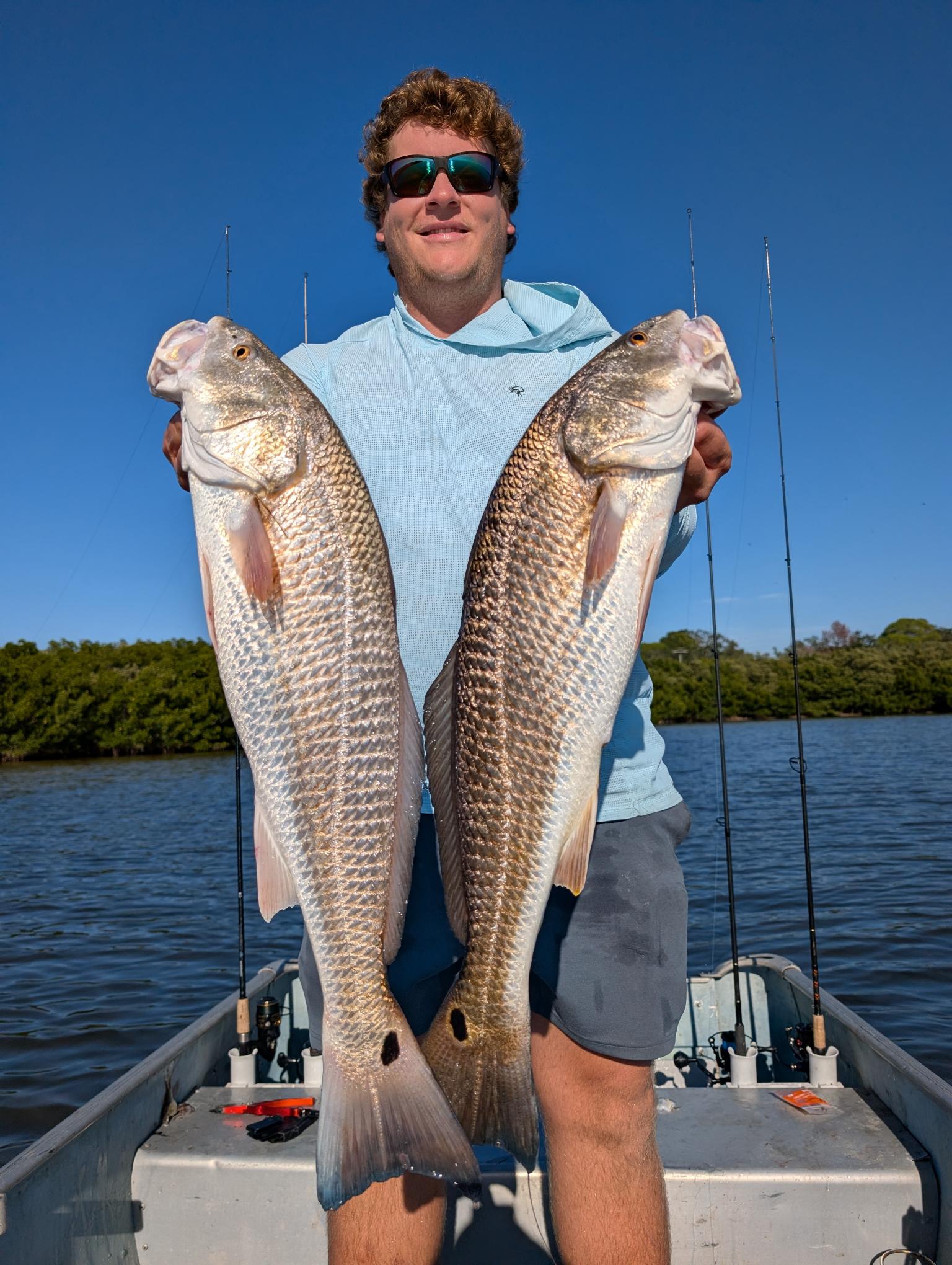 Two slot red drum caught on cut pinfish.