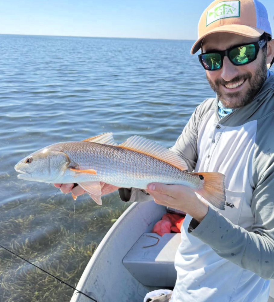 Red drum that are a cut pinfish on West Central Florida