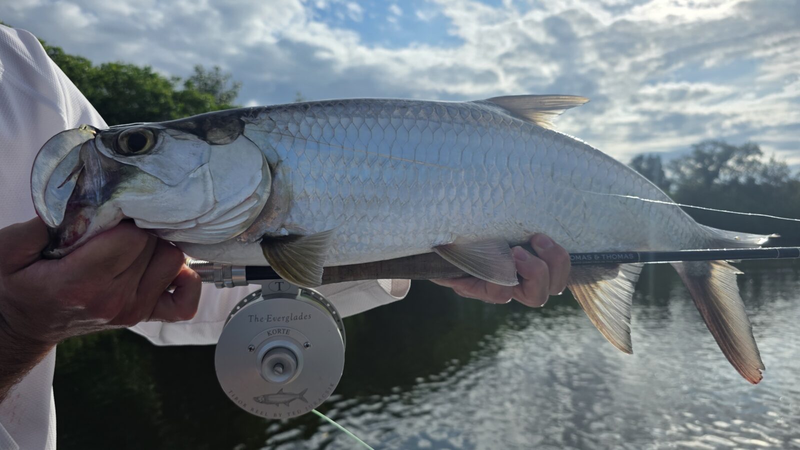 Tampa Bay tarpon caught on a black and purple baitfish fly.