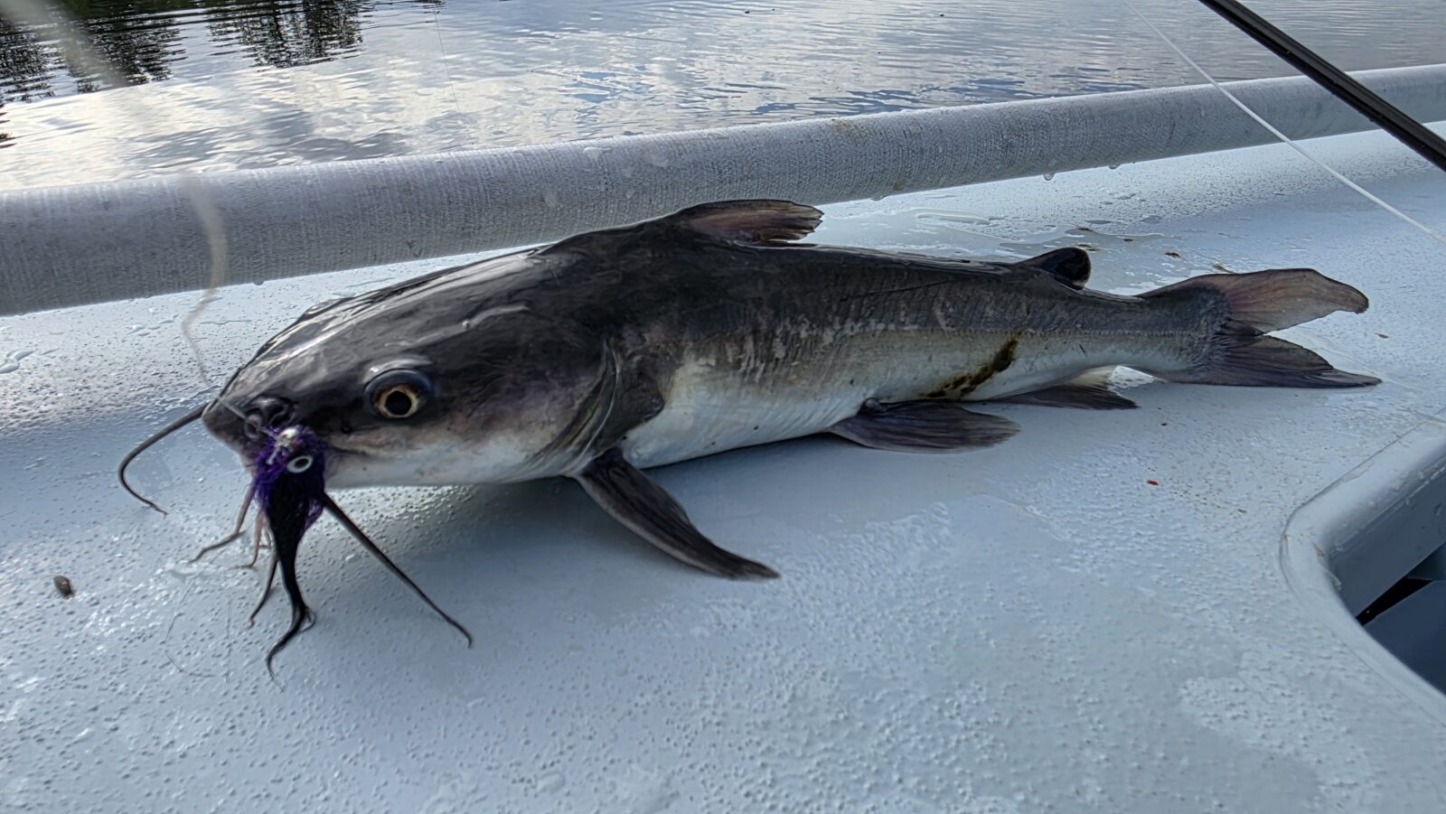 Tampa Bay catfish caught on a black and purple baitfish fly. 